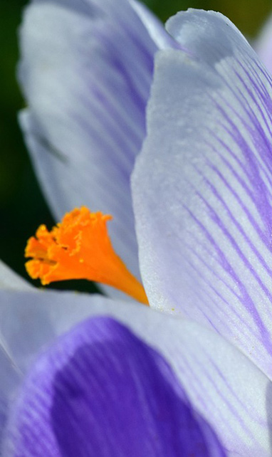 Blumen auf einer Wiese - Entspannung ist ein wichtiger Teil der Hypnose